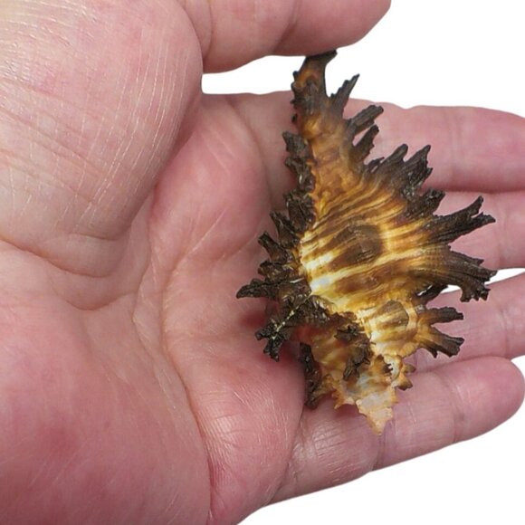 Rare Murex Brunneus Link Shell Specimen Bantayan Island GEM - Picture 3 of 5